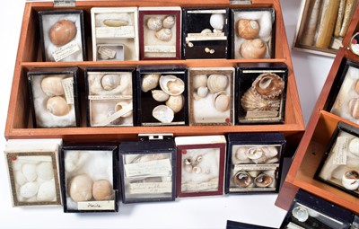 Lot 131 - Conchology: A Large Collection of Late 19th...