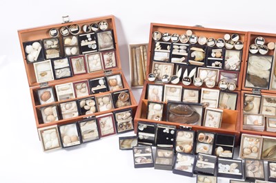 Lot 131 - Conchology: A Large Collection of Late 19th...