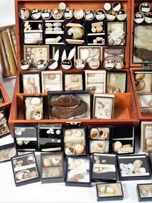 Lot 131 - Conchology: A Large Collection of Late 19th...