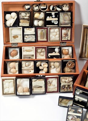 Lot 131 - Conchology: A Large Collection of Late 19th...