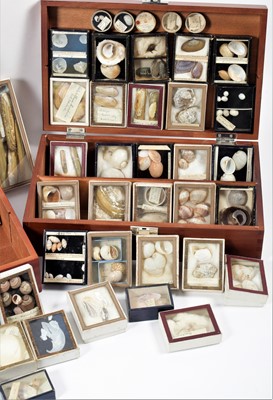 Lot 131 - Conchology: A Large Collection of Late 19th...