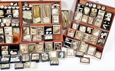 Lot 131 - Conchology: A Large Collection of Late 19th...