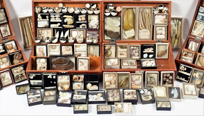 Lot 131 - Conchology: A Large Collection of Late 19th...