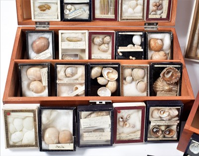 Lot 131 - Conchology: A Large Collection of Late 19th...