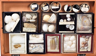 Lot 131 - Conchology: A Large Collection of Late 19th...