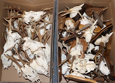 Lot 1260 - Antlers/Horns: European Roebuck Skulls &...