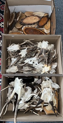 Lot 1288 - Antlers/Horns: European Roebuck Antlers...