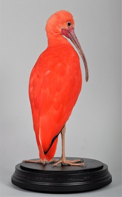 Lot 344 - Taxidermy: Scarlet Ibis (Eudocimus ruber),...