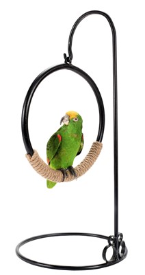 Lot 342 - Taxidermy: Yellow-fronted Amazon Parrot...