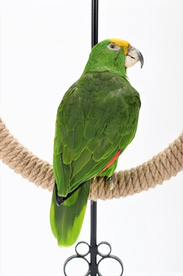 Lot 342 - Taxidermy: Yellow-fronted Amazon Parrot...