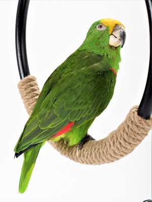 Lot 342 - Taxidermy: Yellow-fronted Amazon Parrot...