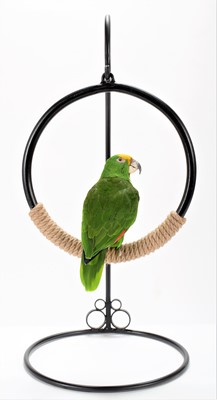 Lot 342 - Taxidermy: Yellow-fronted Amazon Parrot...