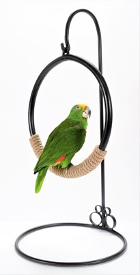 Lot 342 - Taxidermy: Yellow-fronted Amazon Parrot...