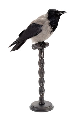 Lot 143 - Taxidermy: Hooded Crow (Corvus cornix), modern,...