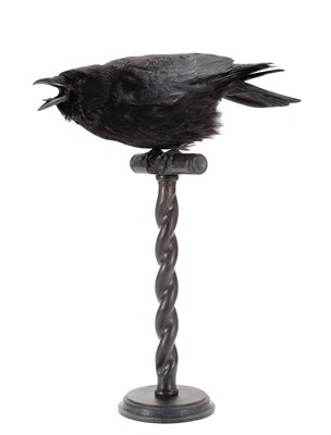 Lot 340 - Taxidermy: Carrion Crow (Corvus corone),...