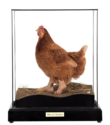 Lot 338 - Taxidermy: Men & Chicken (Homo sapien / Gallus...