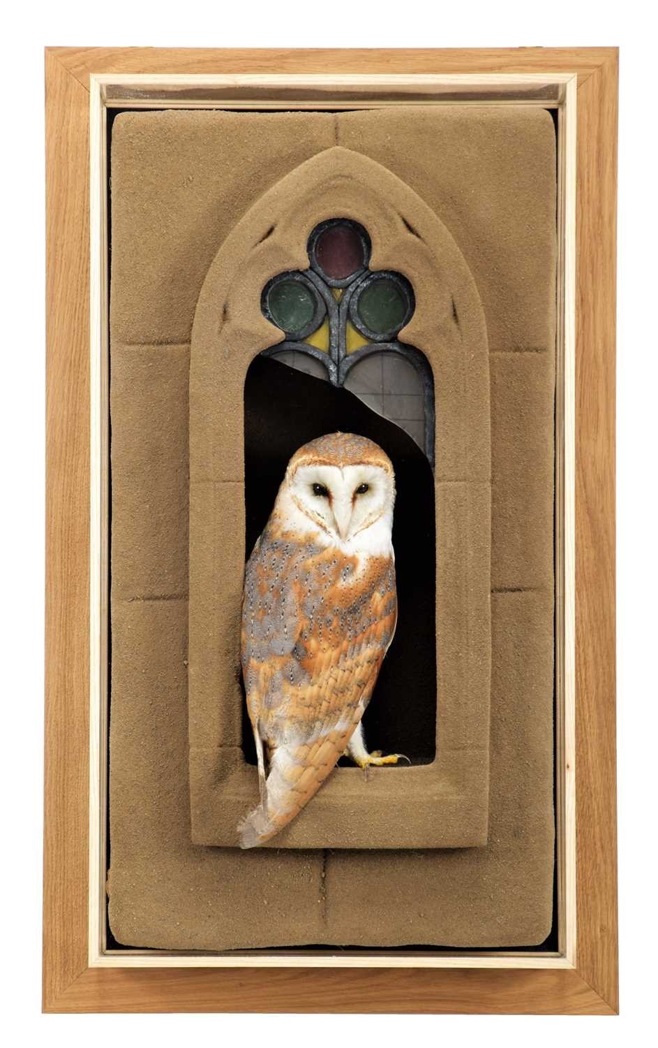 Lot 343 - Taxidermy: A Wall Cased Barn Owl (Tyto alba),...