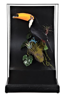 Lot 143 - Taxidermy: A Re-Creation of a Toco Toucan...
