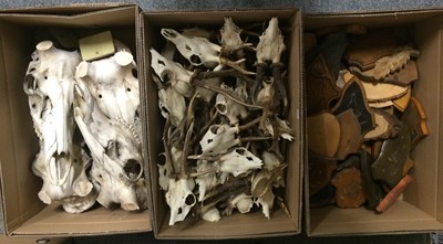 Lot 1230A - Antlers/Horns: A Collection of Roebuck Antlers...