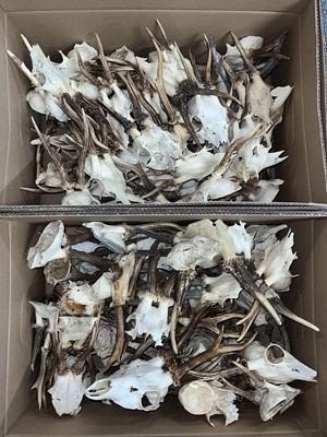 Lot 1211 - Antlers/Horns: A Large Collection of Roebuck...