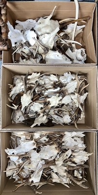 Lot 1256a - Antlers/Horns: A Large Collection of Roebuck...