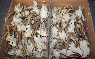 Lot 1232 - Antlers/Horns: A Large Collection of Roebuck...