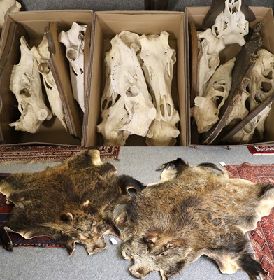 Lot 1286 - Red Deer Skulls: A Large Collection of Red...