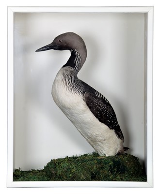 Lot 346 - Taxidermy: A Cased Black-throated Diver...