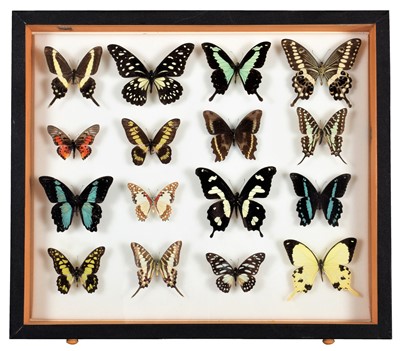 Lot 2102 - Entomology: A Single Glazed Display of...