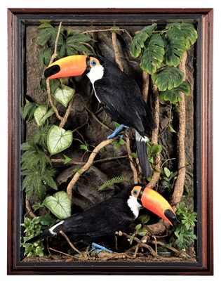 Lot 2266 - Taxidermy: A Cased Pair of Reproduction Toco...