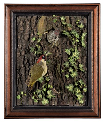 Lot 347 - Taxidermy: A Wall Cased Green Woodpecker &...