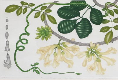 Lot 1073 - Bryan Poole (1953-2002) "Tecomanthe speciosa...