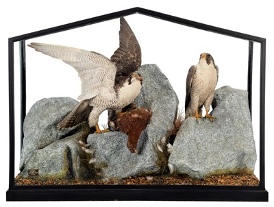 Lot 162 - Taxidermy: A Late Victorian Cased Pair of...