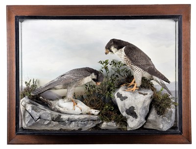 Lot 357 - Taxidermy: A Cased Pair of Peregrine Falcons...