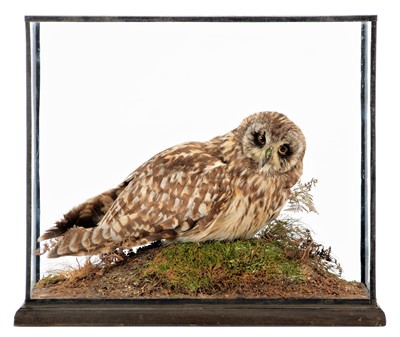 Lot 348 - Taxidermy: A Cased Short-eared Owl (Asio...