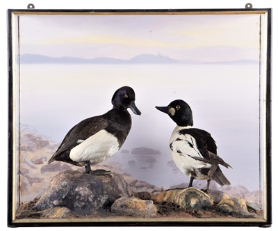 Lot 187 - Taxidermy: A Cased Tufted & Goldeneye Duck...