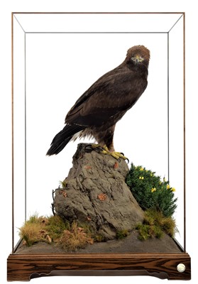 Lot 235 - Taxidermy: A Large Cased Golden Eagle (Aquila...