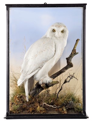 Lot 315 - Taxidermy: A Cased Snowy Owl (Bubo scandiacus),...