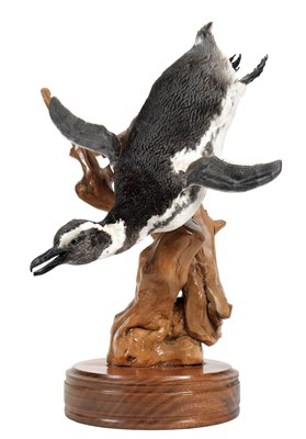 Lot 351 - Taxidermy: A Megellanic Penguin (Spheniscus...