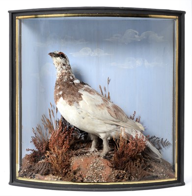 Lot 308 - Taxidermy: A Cased Willow Ptarmigan in Winter...