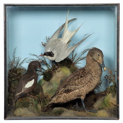 Lot 313 - Taxidermy: A Late Victorian Case of Sea &...