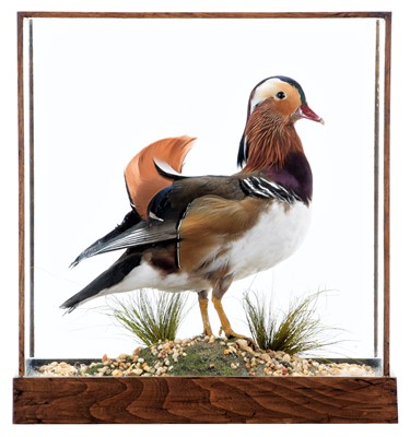 Lot 352 - Taxidermy: A Cased Mandarin Duck (Aix...