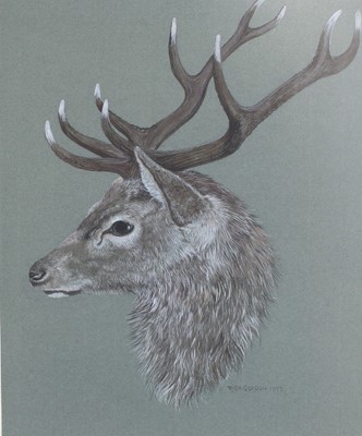 Lot 1038 - Rish Gordon (20th Century) Study of a stag's...