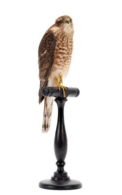 Lot 354 - Taxidermy: European Sparrowhawk (Accipiter...