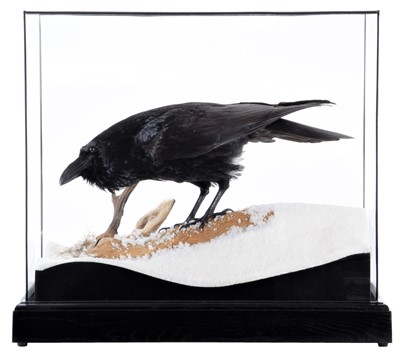 Lot 355 - Taxidermy: A Cased European Common Raven...