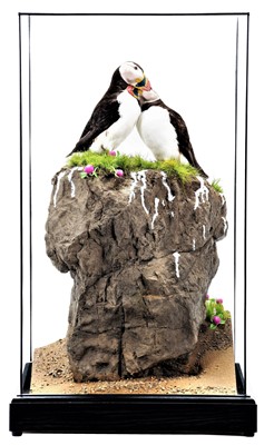 Lot 353 - Taxidermy: A Cased Pair of Atlantic Puffins...