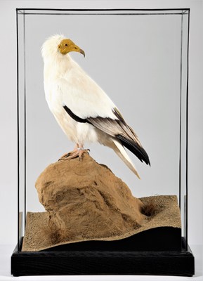 Lot 239 - Taxidermy: A Cased Egyptian Vulture (Neophron...
