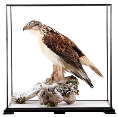 Lot 360 - Taxidermy: Ferruginous Hawk / Buzzard (Buteo...