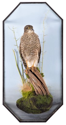 Lot 358 - Taxidermy: A Wall Cased European Sparrowhawk...