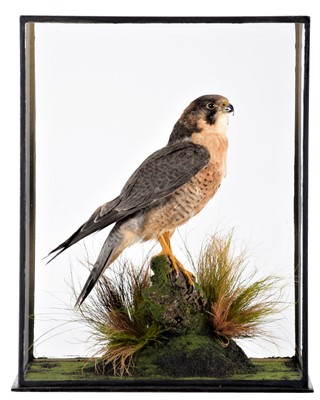 Lot 158 - Taxidermy: A Cased Barbary Falcon (Falco...